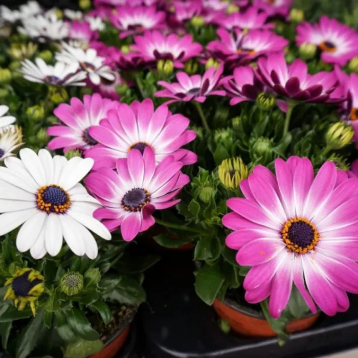 Osteospermum