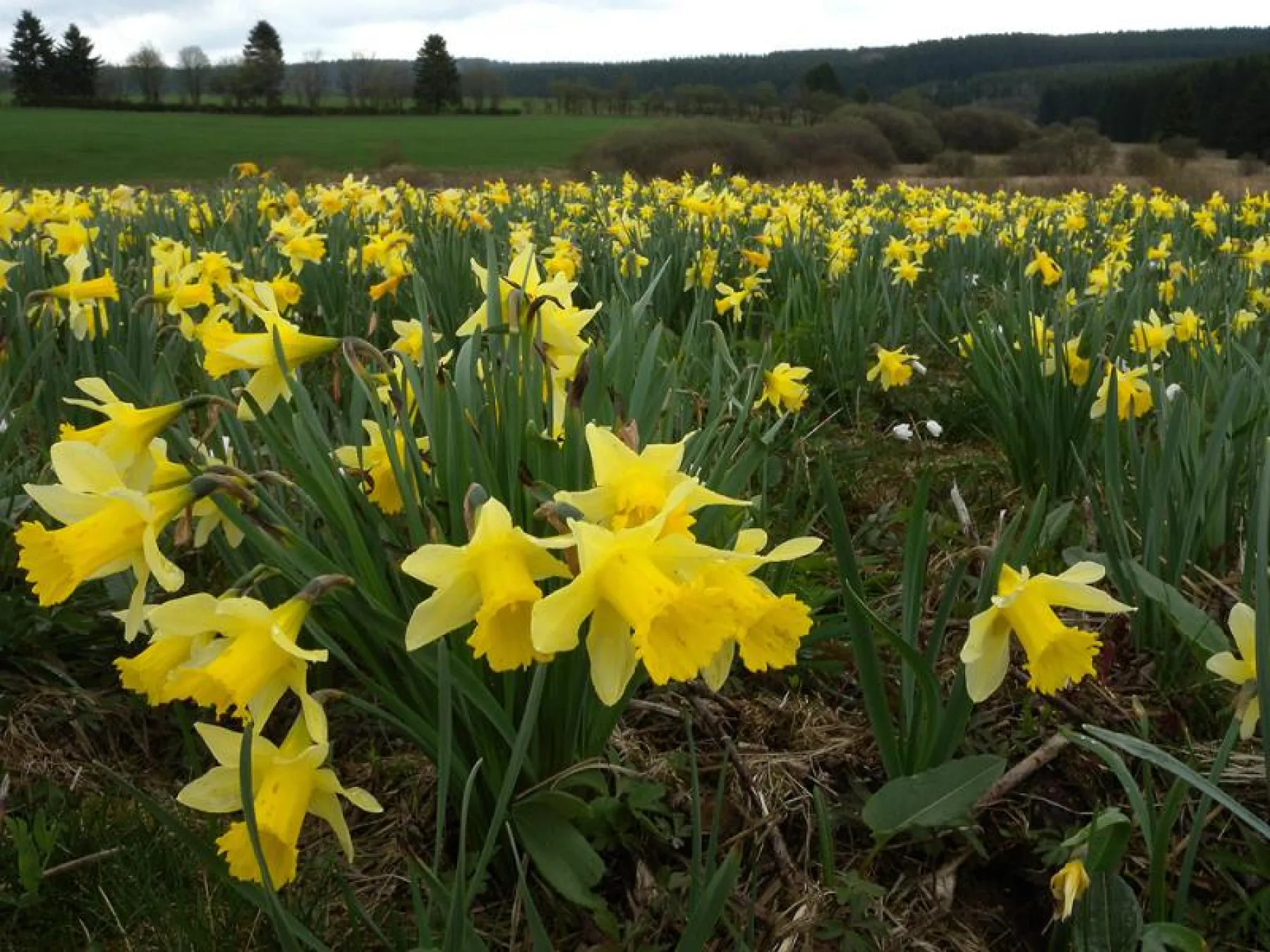 Diverse bollen: € 1,- per stuk of 6 voor € 5,-