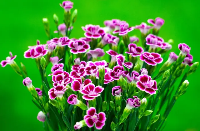 Dianthus