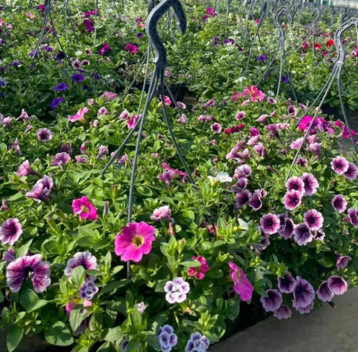 Hangpot Mix
