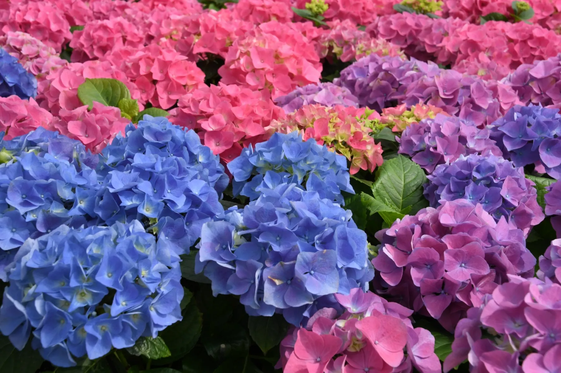 Korting met code: Plantjesmarkt