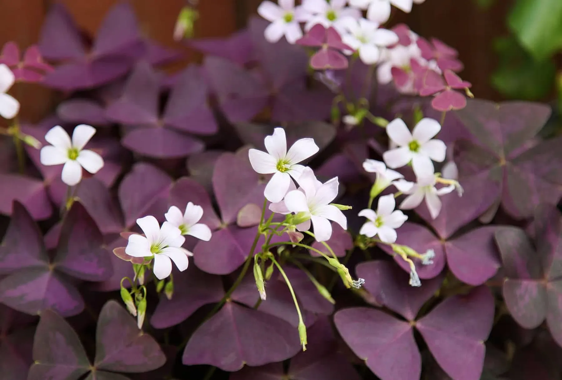 Ikigai Oxalis