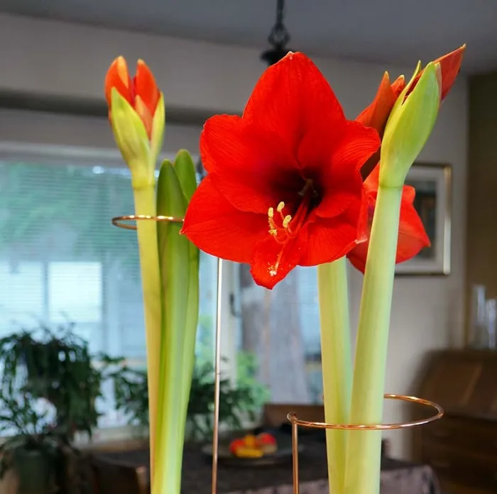 Amaryllis