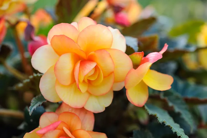 Begonia